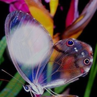 Papillon-3