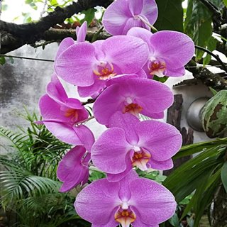 Orquídea-28