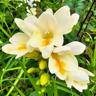 Freesia-2